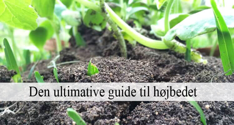 højbed guide - optimering af køkkenhave