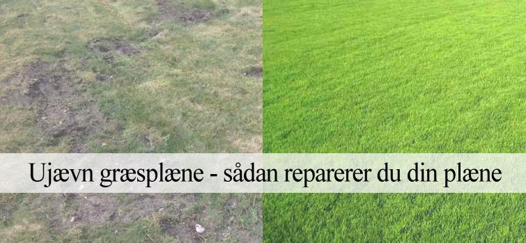 ujævn græsplæne guide