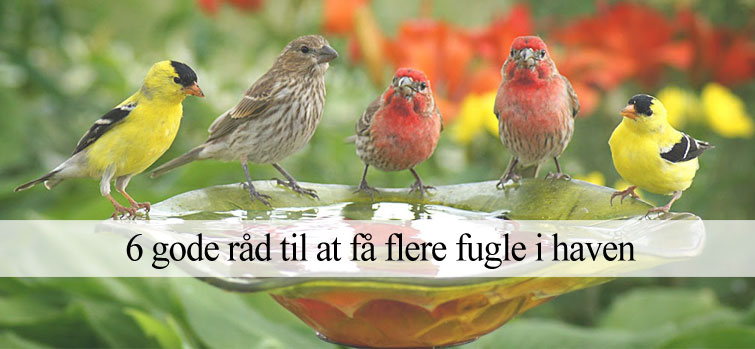 få flere fugle i haven