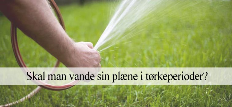 Skal man vande sin græsplæne?