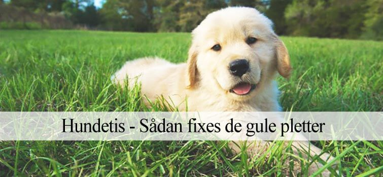 Reparere gule plette fra hundetis