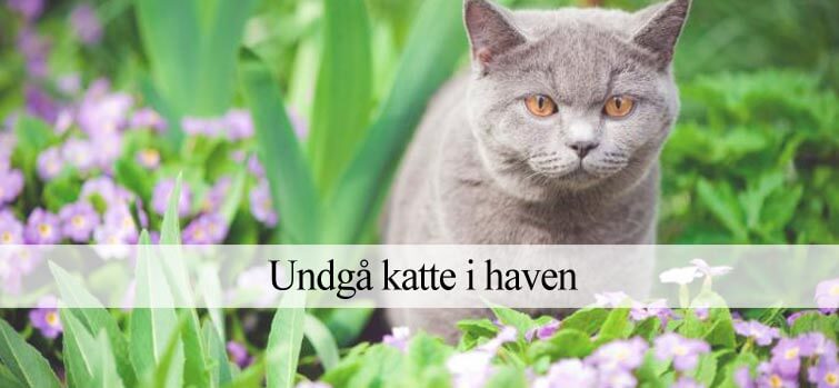 Undgå katte i haven