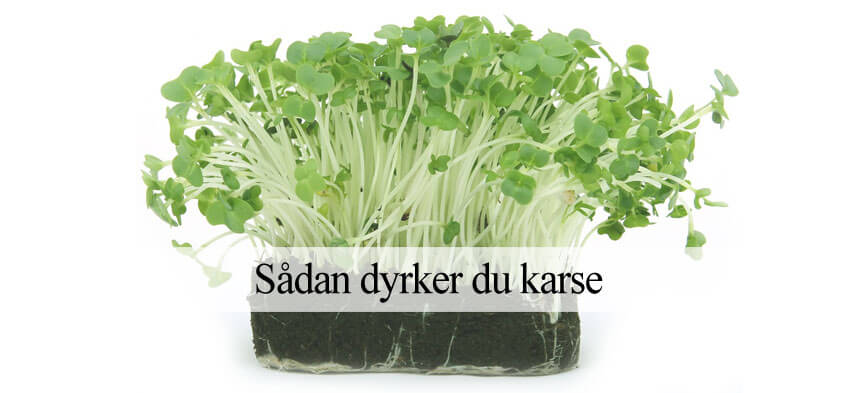 dyrke karse