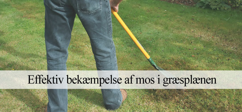 Fjerne mos i græsplænen