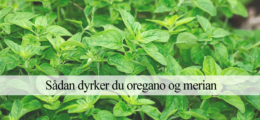 Dyrkning af oregano og merian