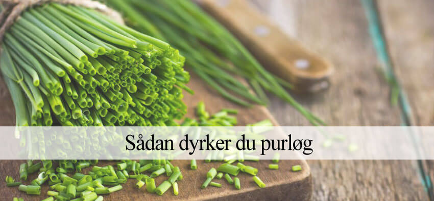 Dyrkning af purløg