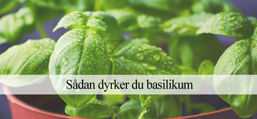Dyrkning af basilikum