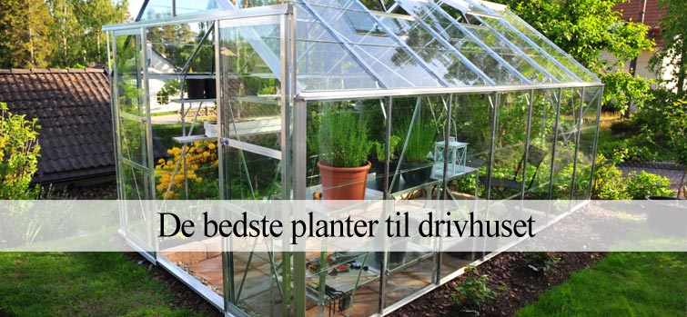 Gode planter til drivhuset