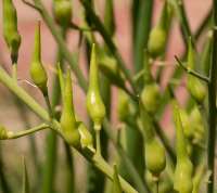München bier radiser i stok