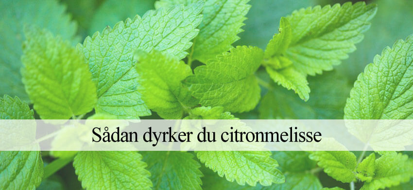 Citronmelisse dyrkning