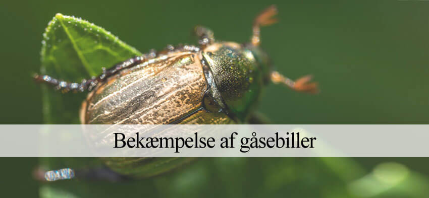 Gåsebiller bekæmpelse