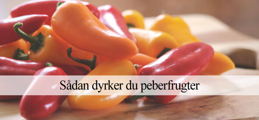 Peberfrugt dyrkning