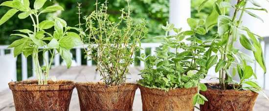 dyrkningsvejledning krydderuter