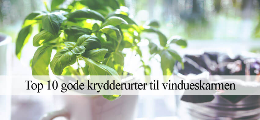 Bedste krydderurter til vindueskarm