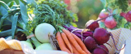 dyrkningsvejledning grøntsager