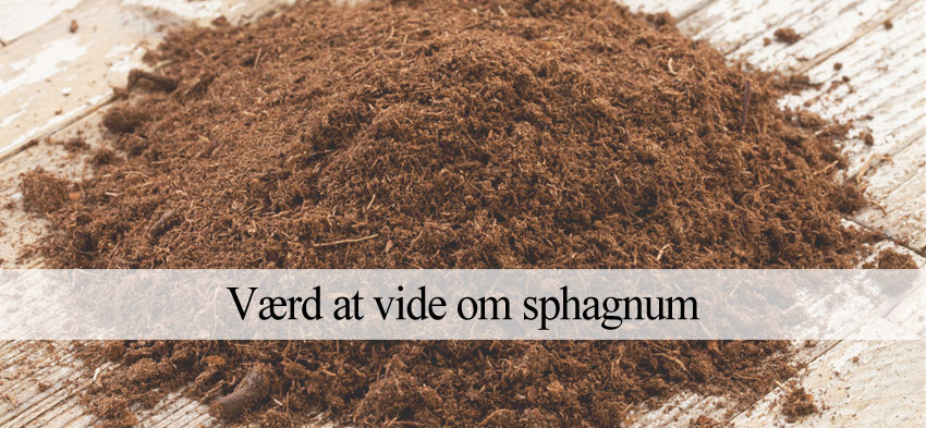 sphagnum alternativer
