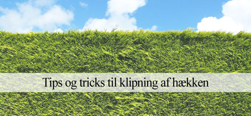 Beskæring af hæk