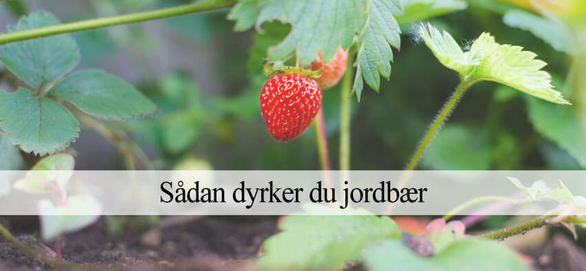 jordbær dyrkning