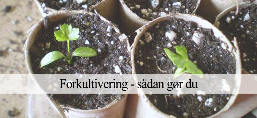 Forkultivering og forspiring