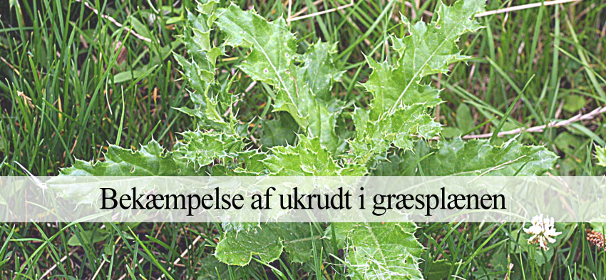 Bekæmpelse af ukrudt i græsplæne