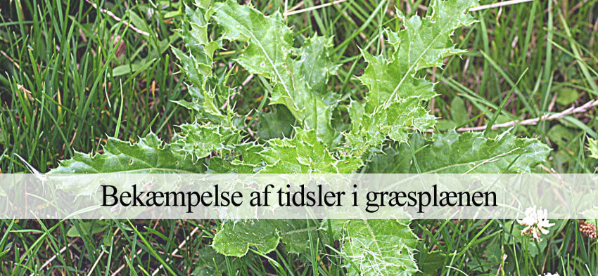 Tidsler i græsplæne