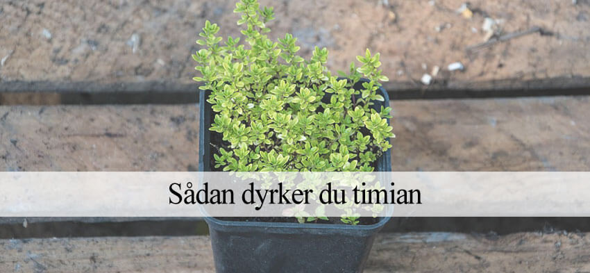 dyrke timian