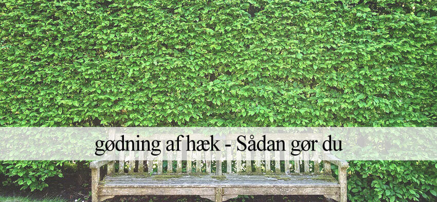 Gødning af hæk tips og gode råd