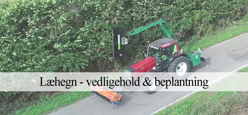 læhegn beplantning og beskæring