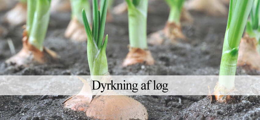 Dyrkning af løg