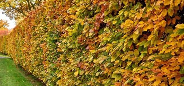 Bøgehæk i efteråret