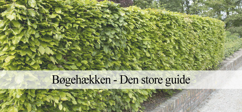 Bøgehæk plantning og gødning