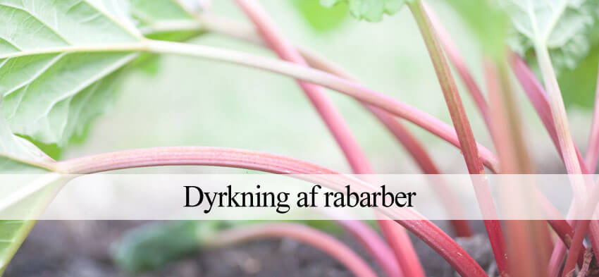 Rabarber dyrkning