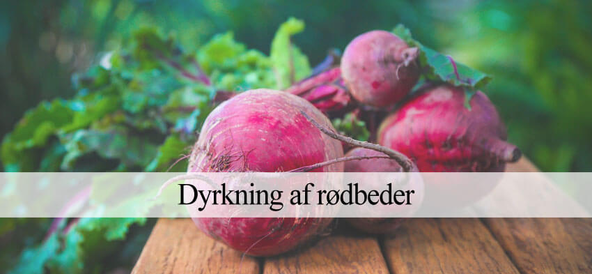 dyrke rødbeder