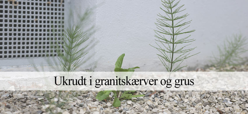 Fjerne ukrudt i granitskærver