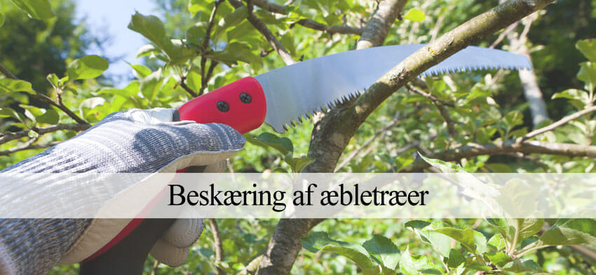 Beskære æbletræ