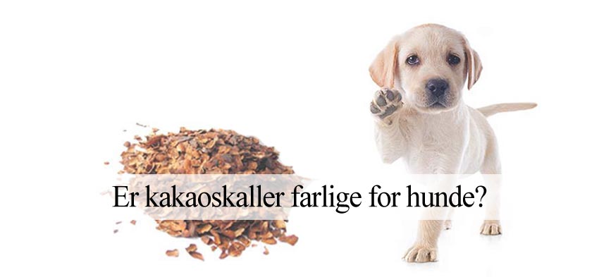 kakaoskaller og hunde