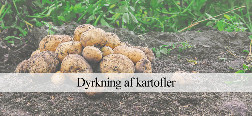 kartorfel dyrkning