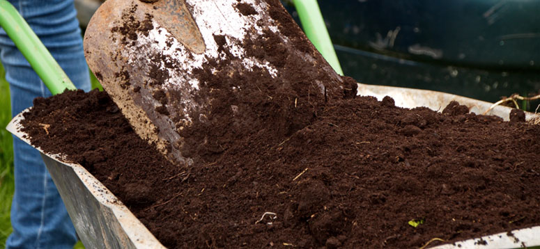 Spagnum til rhododendron