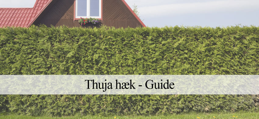 thuja hæk plantning og klipning