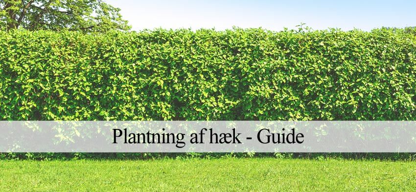 plante hæk hvordan