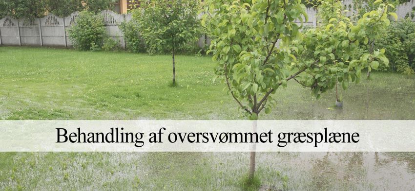 våd og sumpet græsplæne