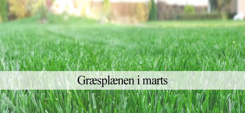 Græsplænen i marts