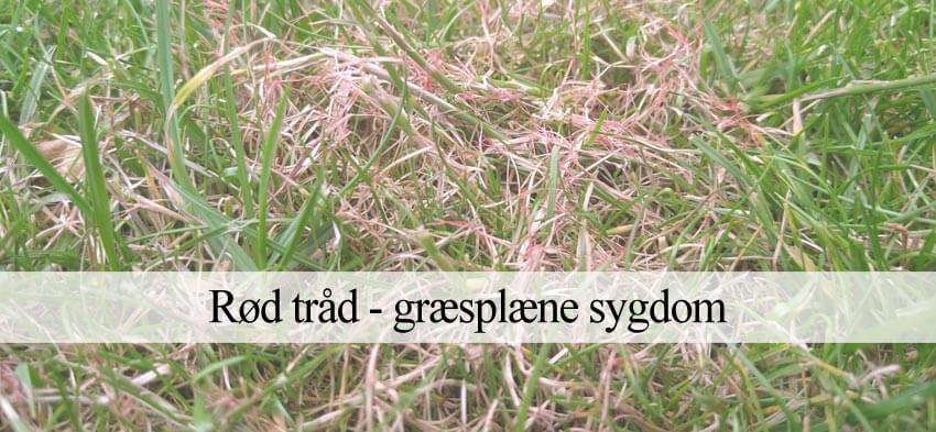 rødtråd græsplæne