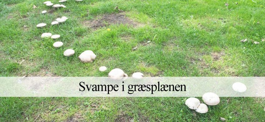 græsplæne svampe