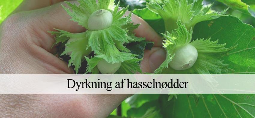 dyrke hasselnødder