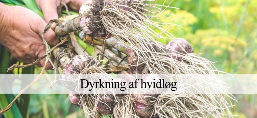 dyrke hvidløg