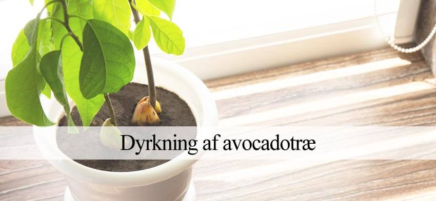 avocadotræ dyrkning