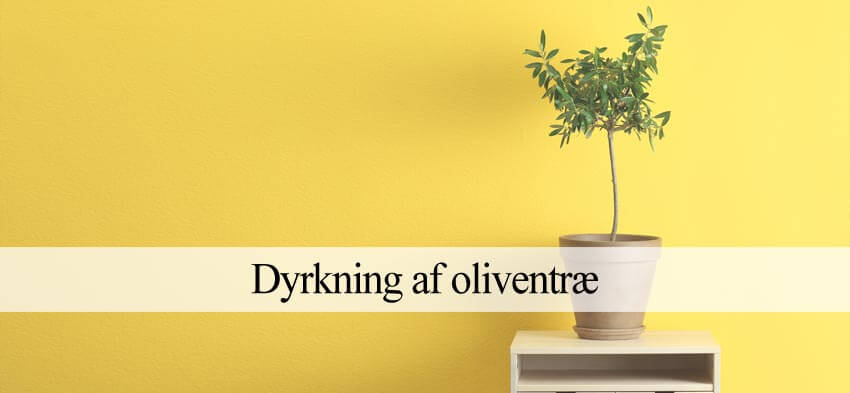 oliventræ dyrkning