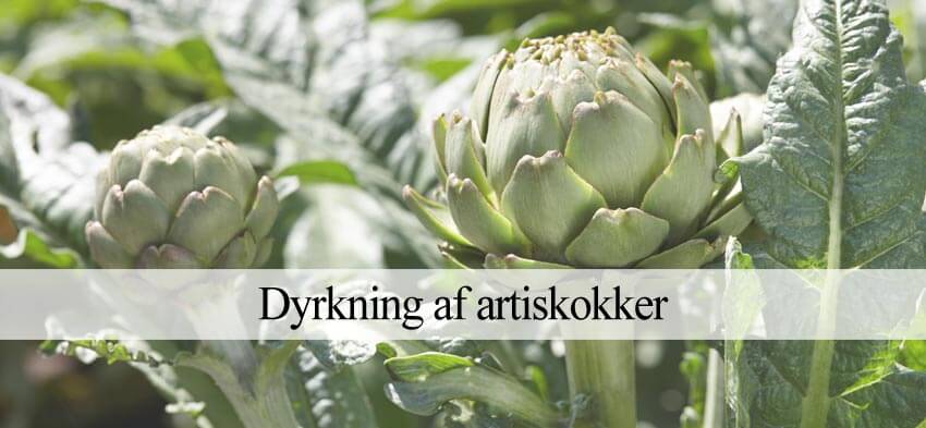 artiskokker dyrkning