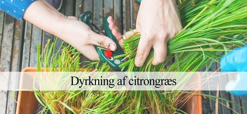 citrongræs